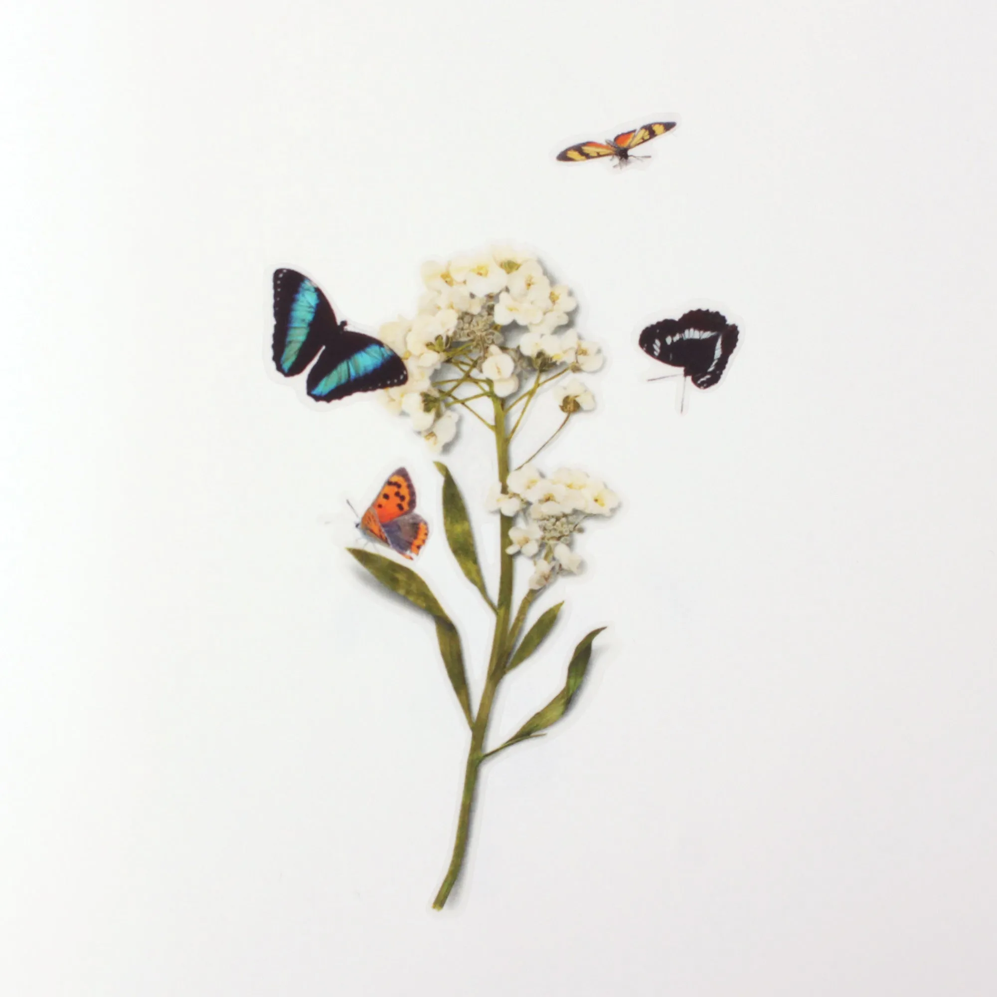 Appree Nature Sticker Butterfly